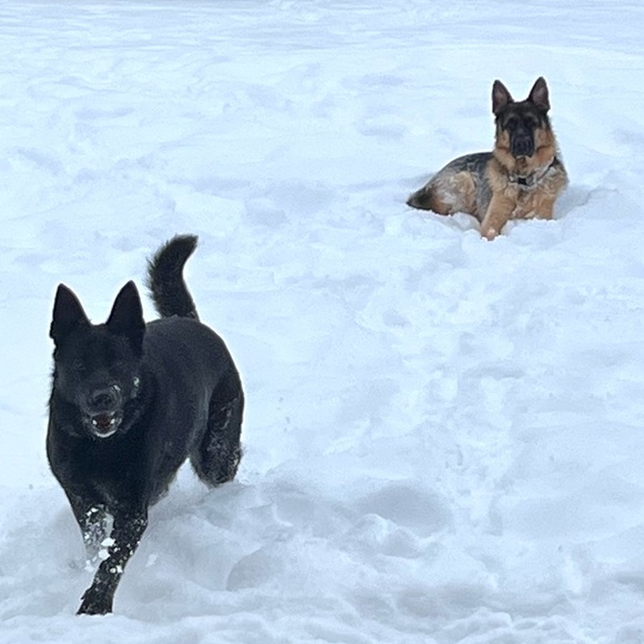 Meet your Posher, Rachel - Picture 2 of 3